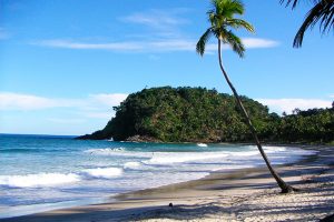 Praia e belo coqueiro em Itacaré, Bahia.