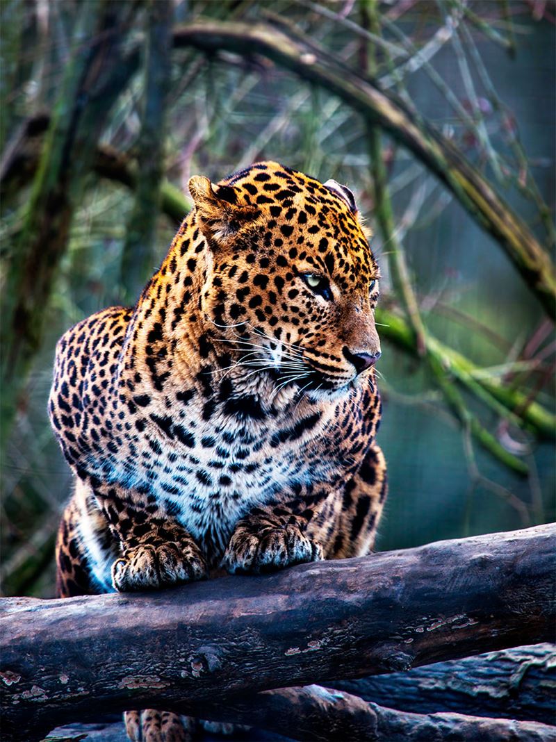 Onça Pintada, o maior felino das Américas