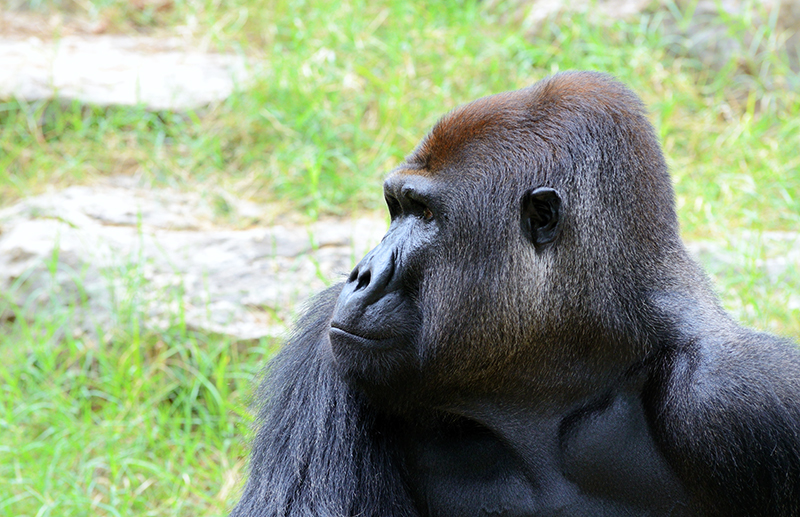 Gorila na Ruanda