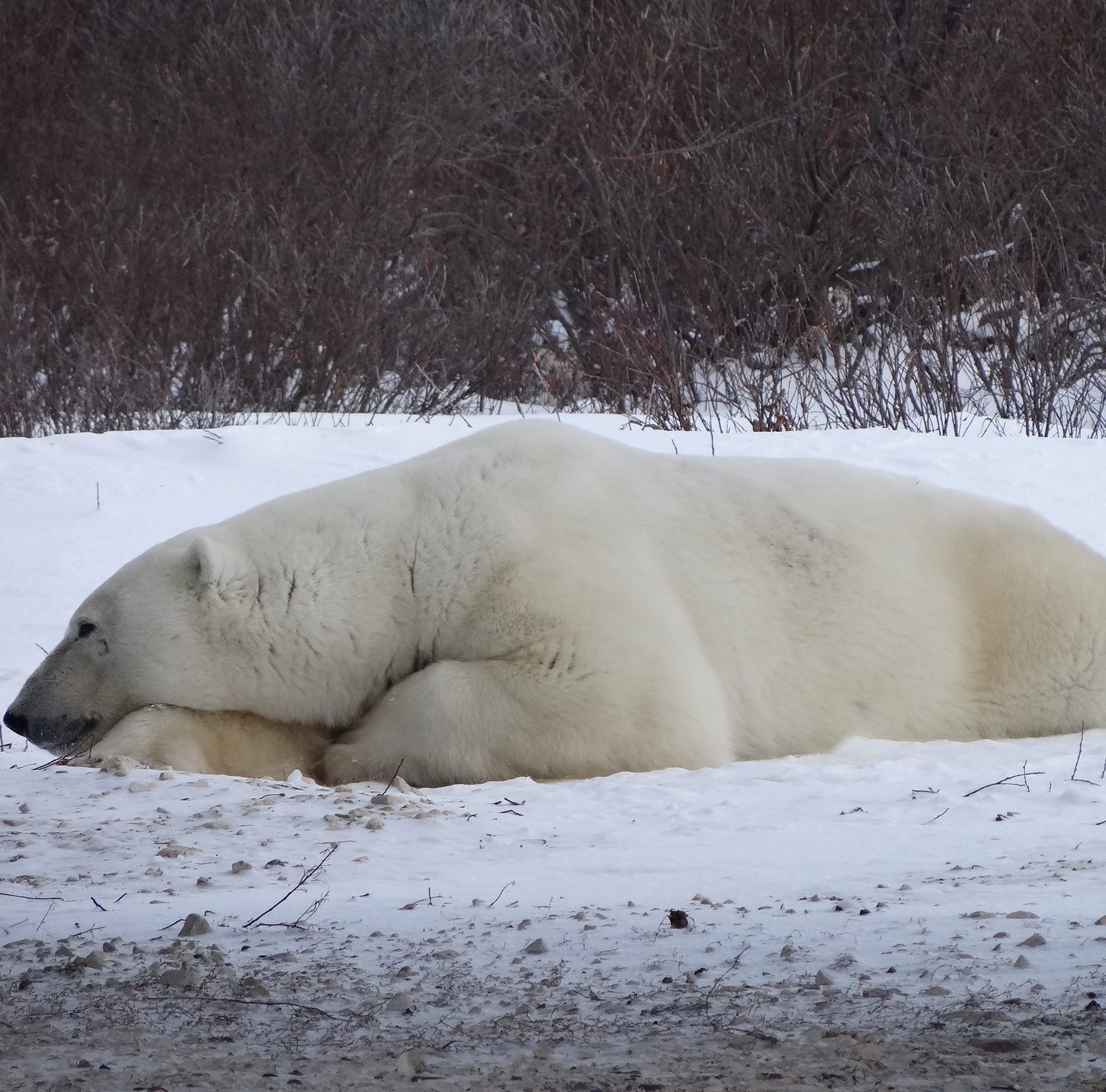 Conheça ursos polares em Churchill