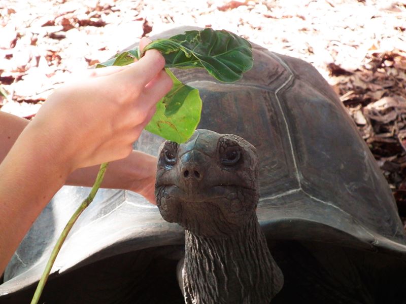 A tartarugas gigantes das Ilhas Seychelles