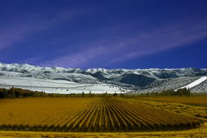 Vinhedos de Mendoza