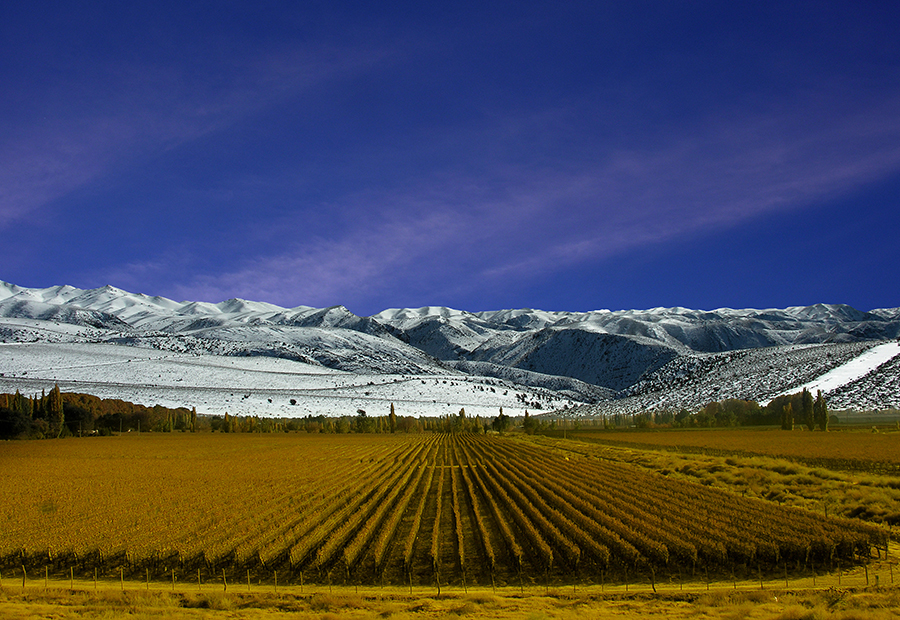 Vinhedos de Mendoza