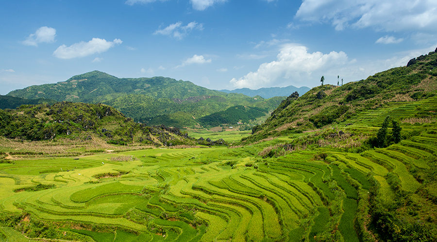 Plantação de arroz em Sapa, Vietnã