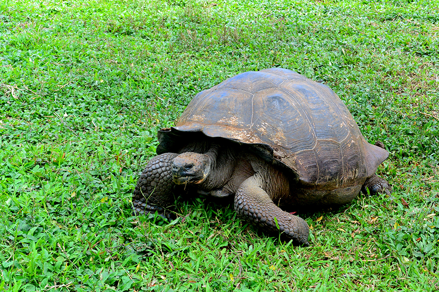 Tartaruga gigante de Galápagos