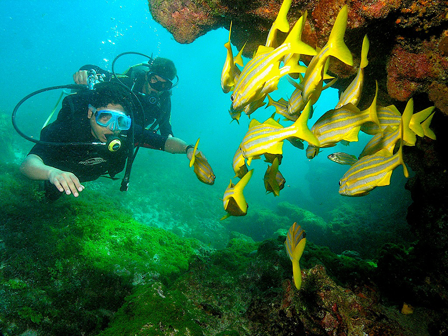 Mergulho em Fernando de Noronha