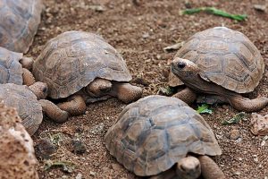 Tartaruga bebê em Galápagos