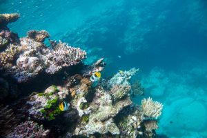 Mergulho nas Ilhas Fiji