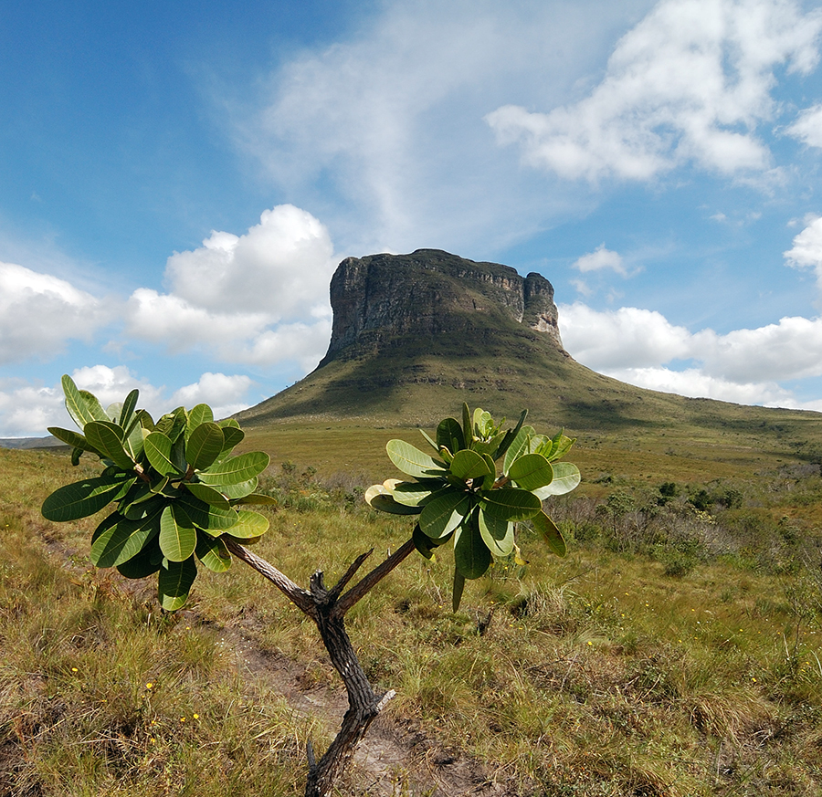 Morrão, Chapada Diamantina