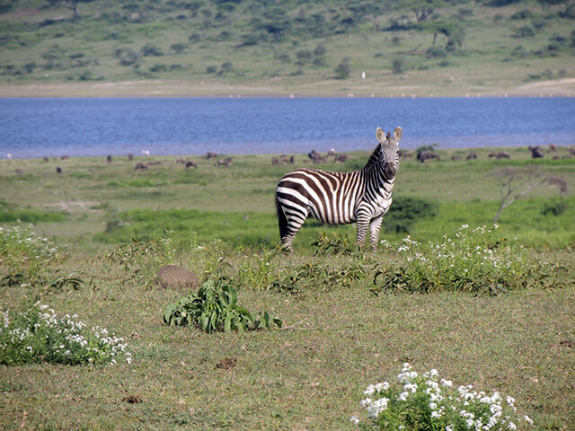 Zebra, Quênia e Tanzânia