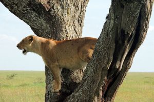 Vida animal no Serengueti