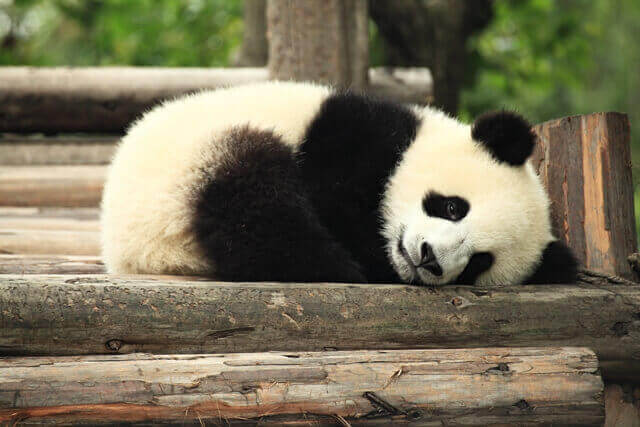 Pandas Gigantes China