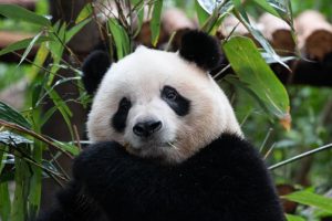 Panda em Changdu, China
