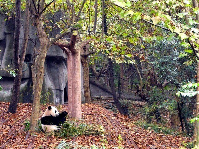 panda em área reservada de parque.