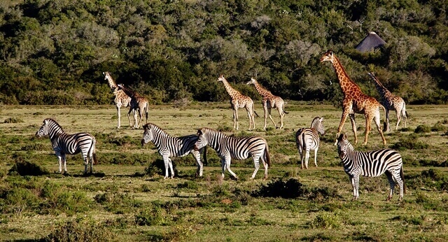 Animais da África do Sul