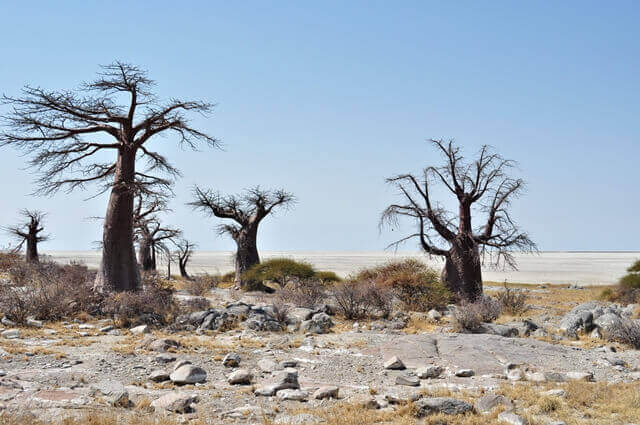 Os baobás em Makgadikgadi Pans, em Botsuana