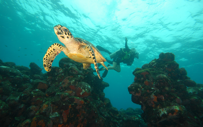 Baía dos Porcos, uma das mais encantadoras praias de Fernando de Noronha, Pernambuco