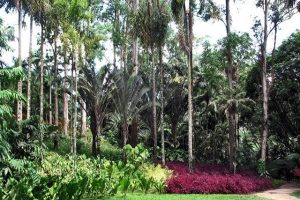 Jardim do Instituto Cultural Inhotim.