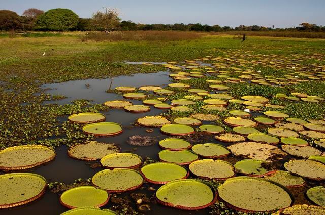 lago com vitórias régias no Pantanal