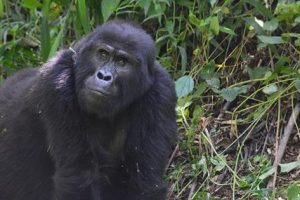 Uganda é o refúgio dos gorilas-das-montanhas