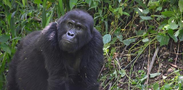 Uganda é o refúgio dos gorilas-das-montanhas