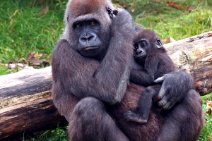 Refugio dos gorilas, na espetacular Uganda