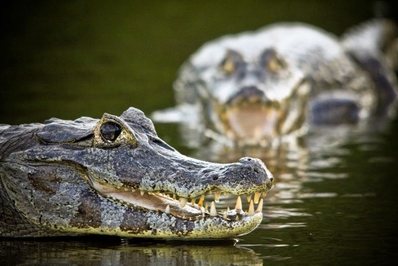 Safári Fotográfico pelo Pantanal