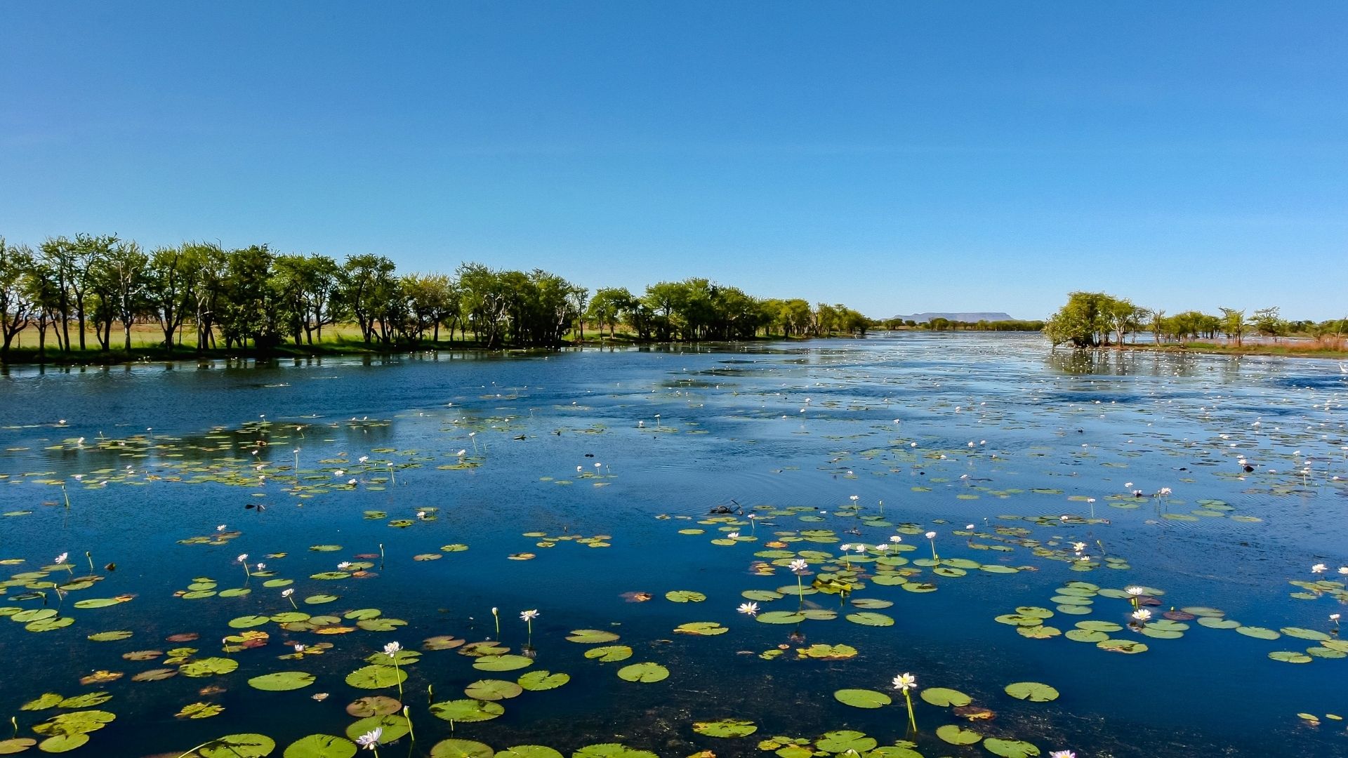6 curiosidades sobre o Pantanal que você nem imaginava Adventure Club 6 curiosidades sobre o Pantanal que você nem imaginava Adventure Club
