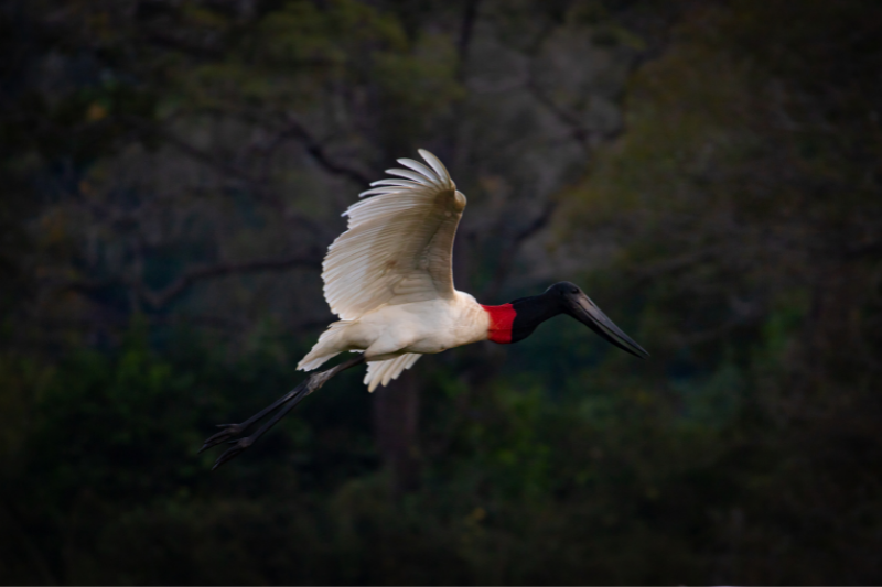 Tuiuiú - A ave símbolo do Pantanal 