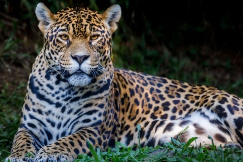 Conheça os Incríveis Animais do Pantanal: Onça-Pintada