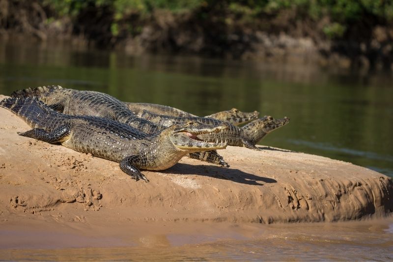 Conheça os Incríveis Animais do Pantanal: Jacaré