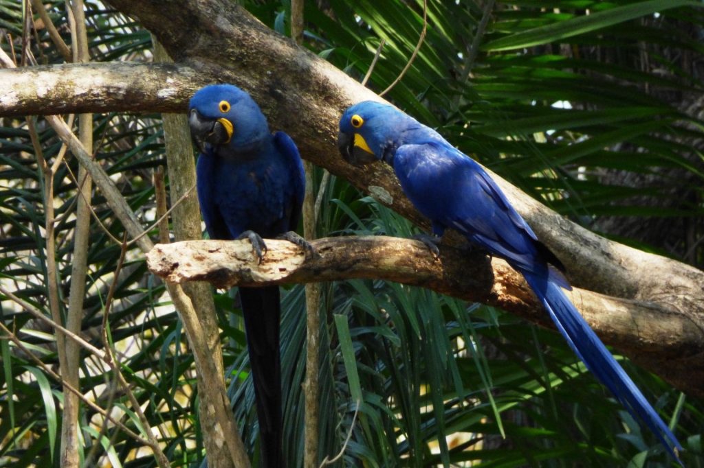 Conheça os Incríveis Animais do Pantanal: Arara Azul