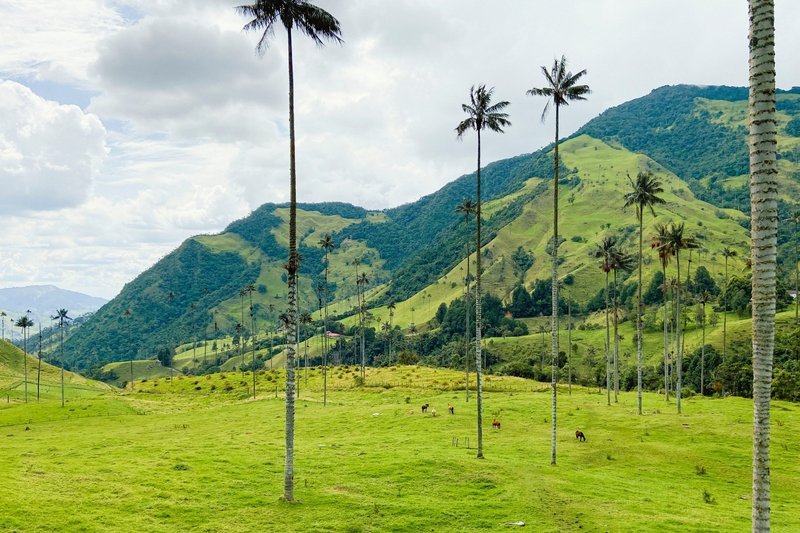 Vale de Cócora, na Colômbia