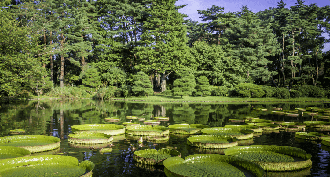 Que tipos de mata compõem a Floresta Amazônica?