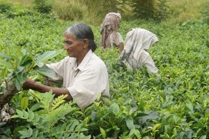 Plantação de chá no Sri Lanka