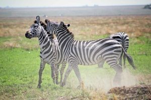 Vida animal na Tanzânia