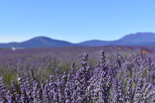 Campos de lavanda