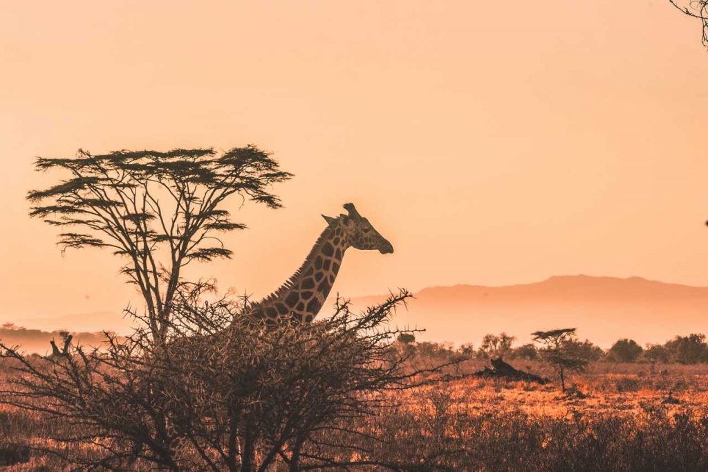 Curiosidades Sobre a África do Sul Para Você Refletir Sobre esse Destino!