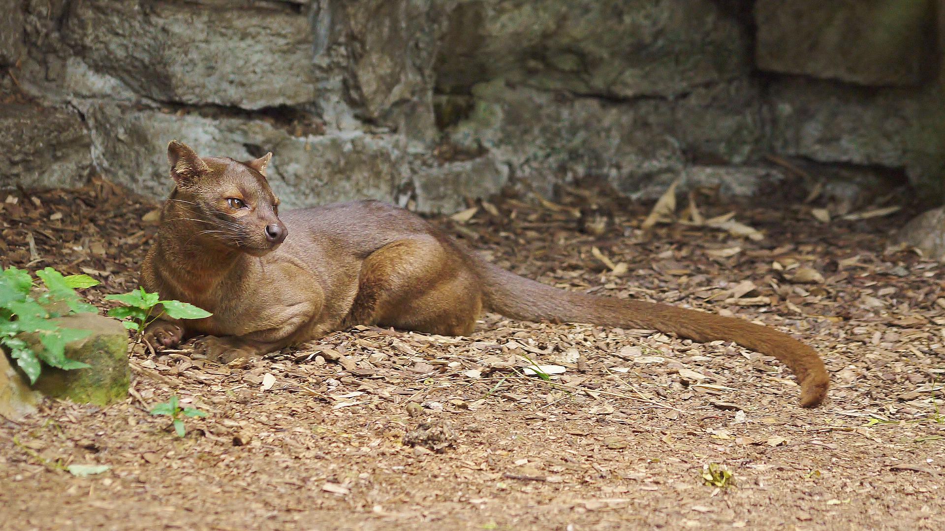 Descubra os Exóticos Animais da Ilha de Madagascar Adventure Club Descubra os Exóticos Animais da Ilha de Madagascar Adventure Club