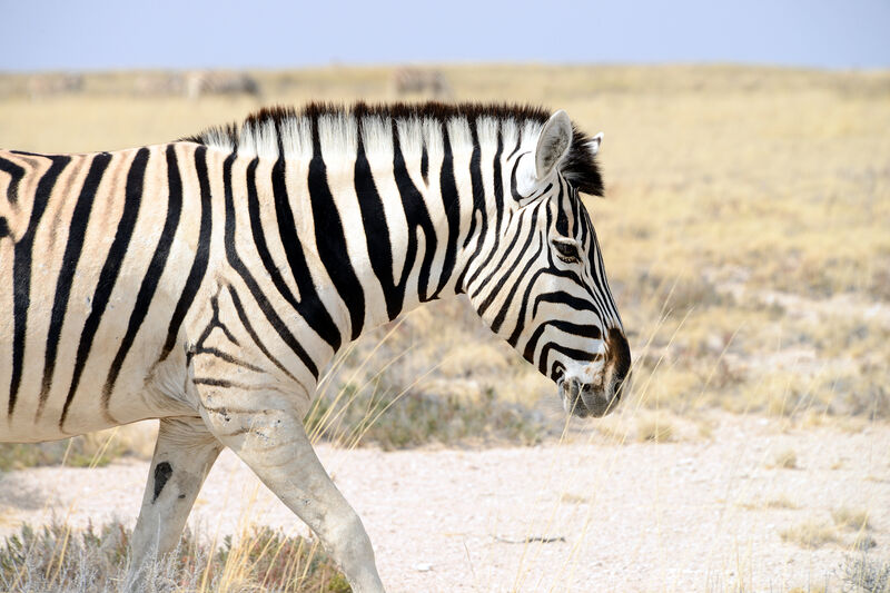 Parque Nacional Etosha, na Namíbia