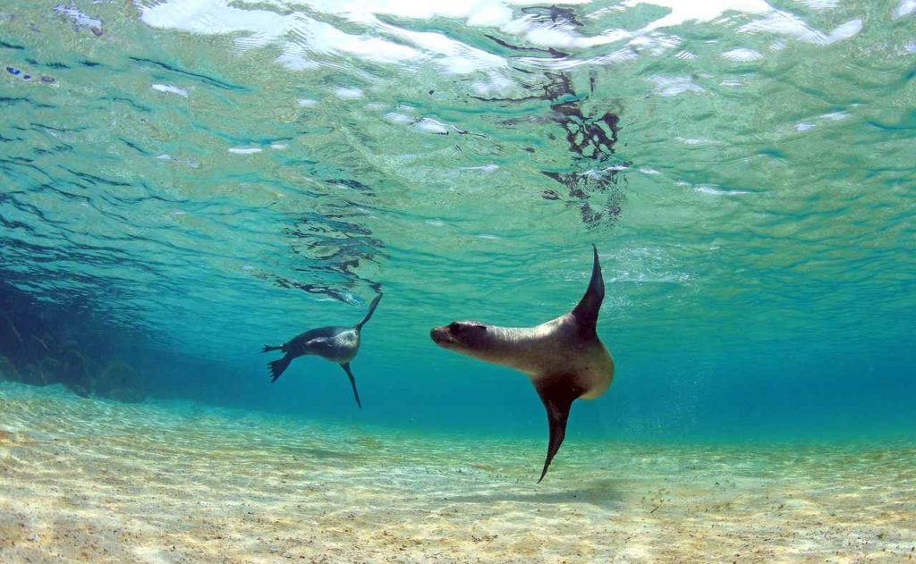 Por que Visitar Galápagos?