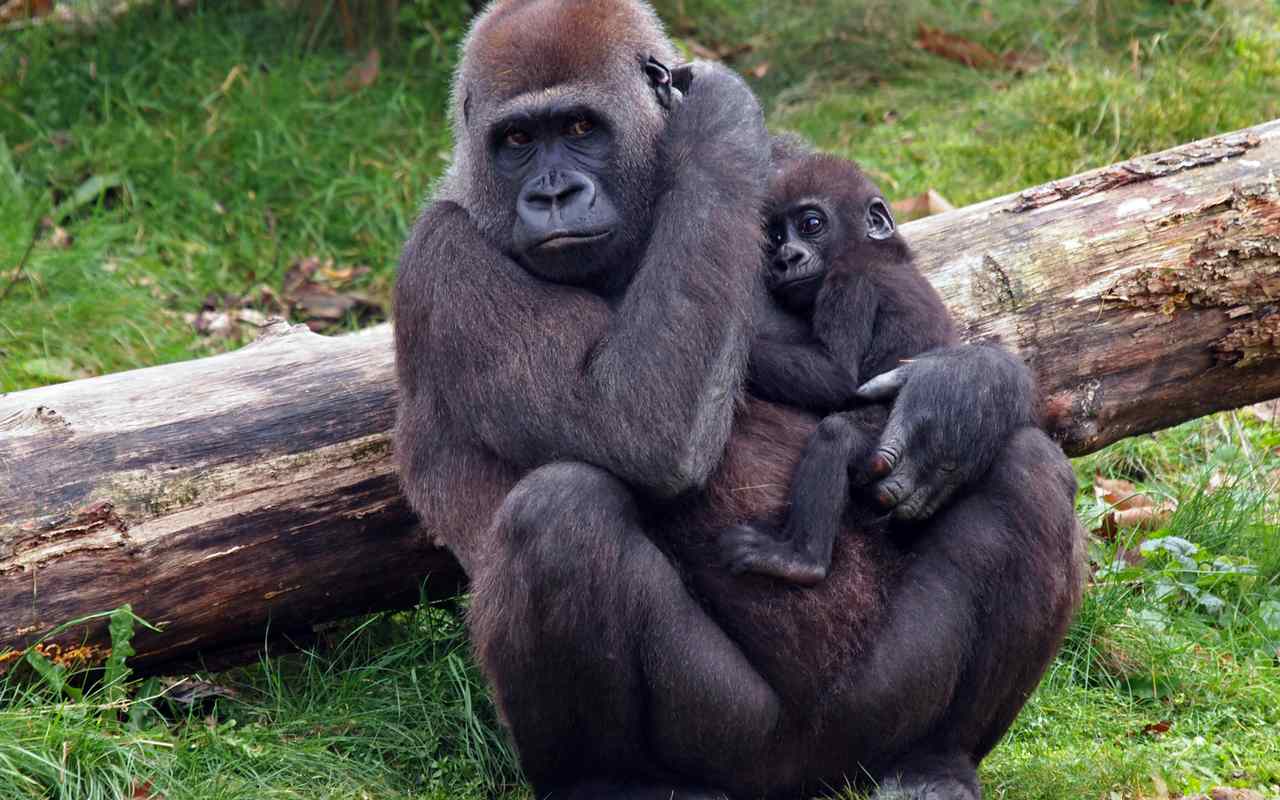 3 Viagens Exóticas Para Fazer em 2019 - Ruanda