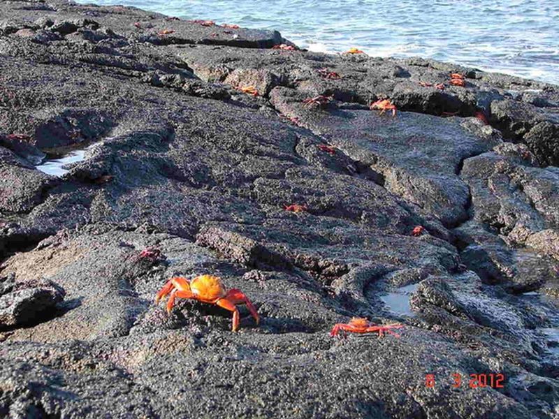 A biodiversidade de Galapagos