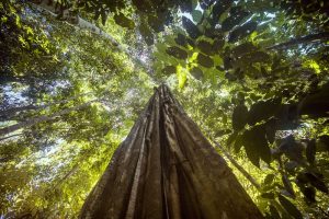 Amazonia-Alta-Floresta-galeria