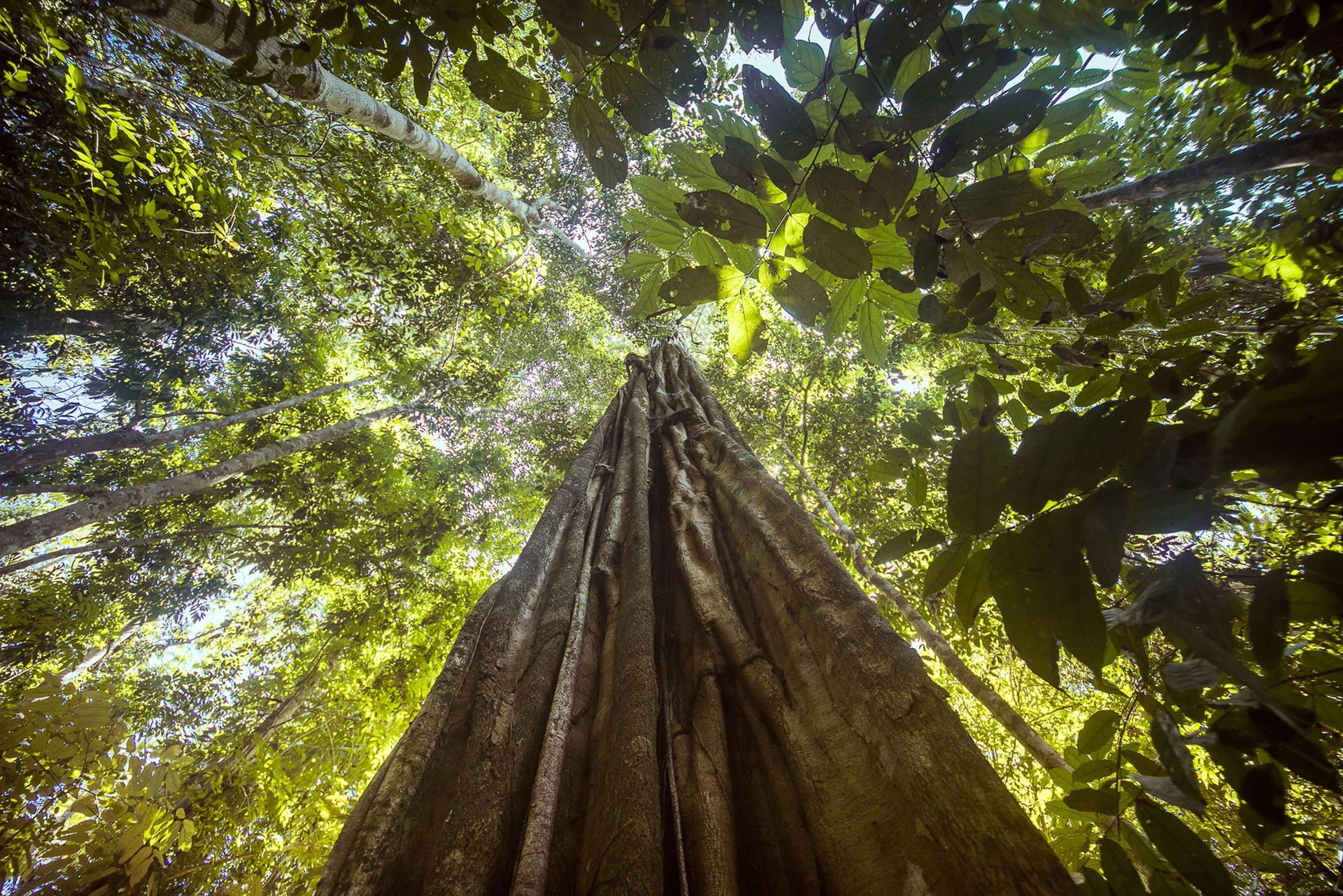 Brasil é o país com maior potencial para descobertas de novas espécies