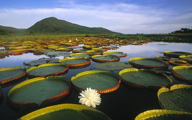 Pantanal, onde levar as crianças nas férias