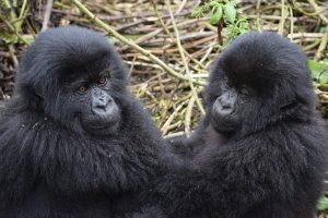 uganda-gorila-da-montanha