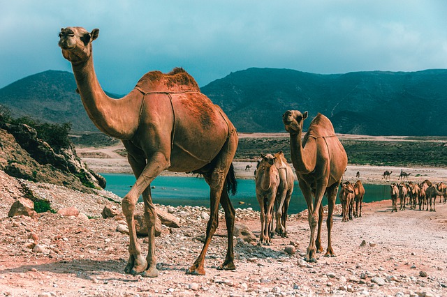 Por que Viajar Para Países Árabes? 3 Lugares Para se Encantar