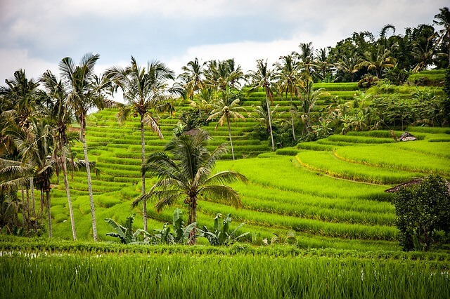Bali — Terraços de arroz