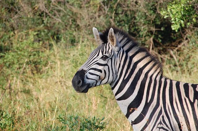 Safári na África — Zebra